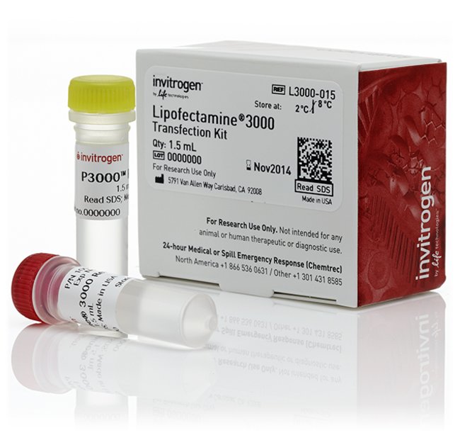 L3000-015脂质体3000 1.5ml Invitrogen